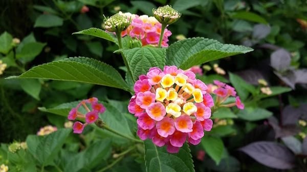 fleurs de lantana