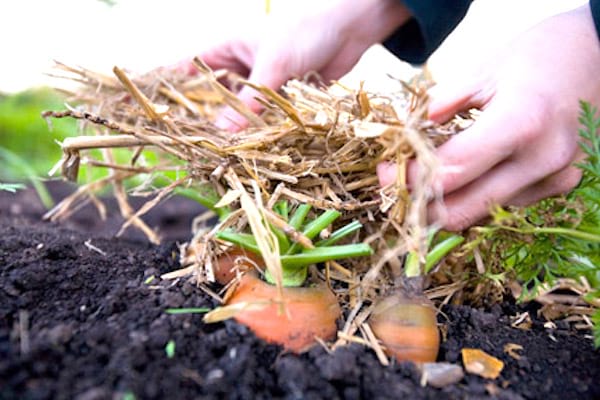 pailler le potager avant l'hiver