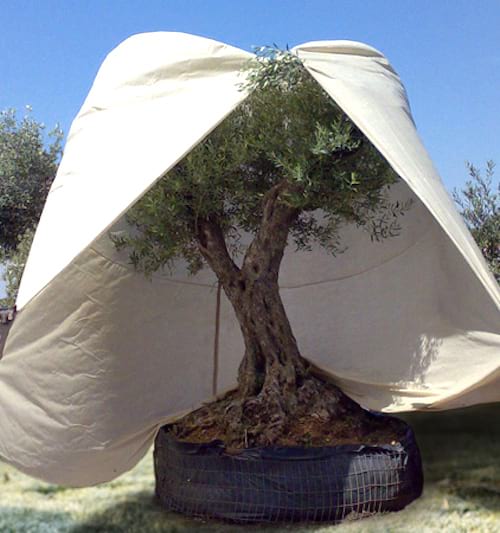 protéger les arbres en hiver avec voile