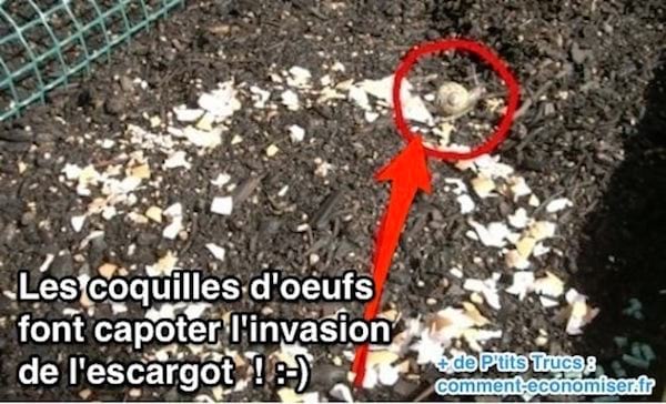 Escargot qui s'en va à cause des coquilles d'oeufs