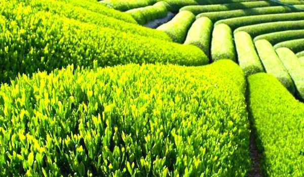 Une étude japonaise confirme que le thé vert aide à augmenter notre espérance de vie.