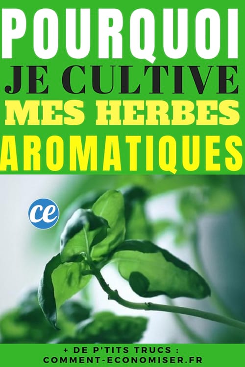 cultiver herbes aromatiques appartement