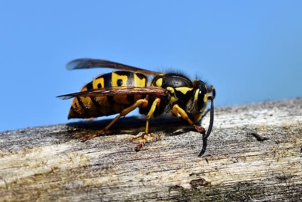 l'huile essentielle de lavande apaise les piqûres de guêpe et d'insectes
