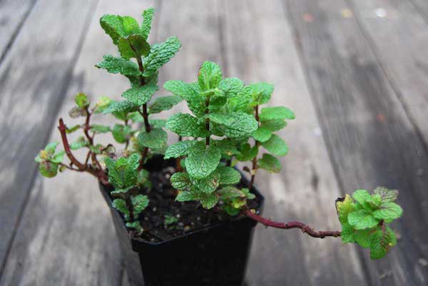 pot de menthe poivrée