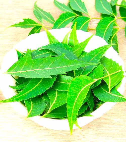 Avec des feuilles de neem, vous pouvez lutter contre les pellicules naturellement.