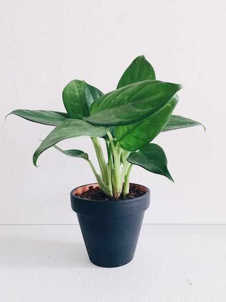 Un aglanomène plante dépolluante pour l'intérieur