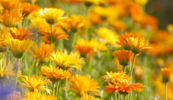 Faites des bains oculaires à base de fleurs