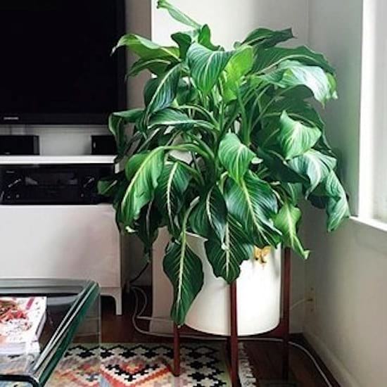 Une canne des muets dépolluante dans un salon