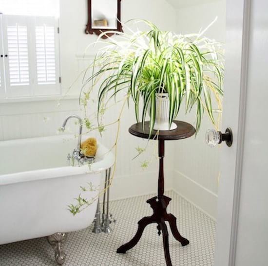 Chlorophyton chevelu sur un guéridon dans la salle de bain