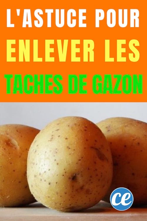 Les pommes de terre nettoient les taches de gazon