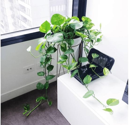 Un épipremnum aureum dans un bureau