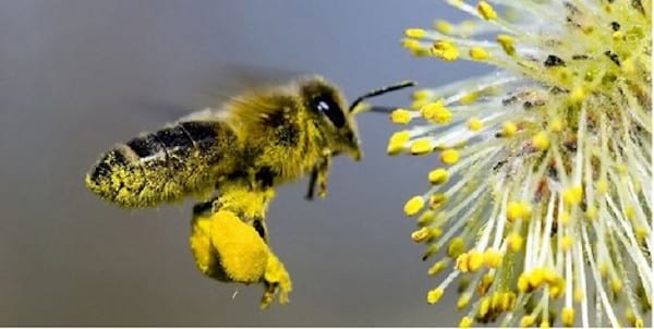pourquoi faire une cure de pollen