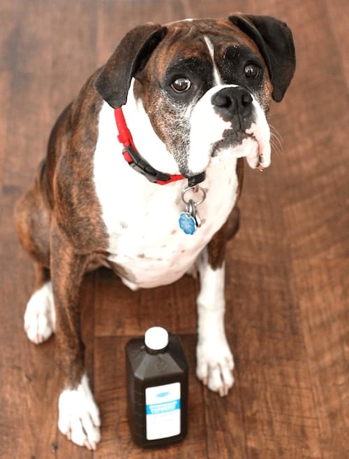 faire vomir chien empoisonné eau oxygénée