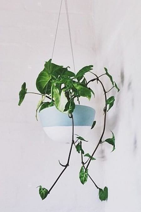 Un philodendron placé dans un pot suspendu