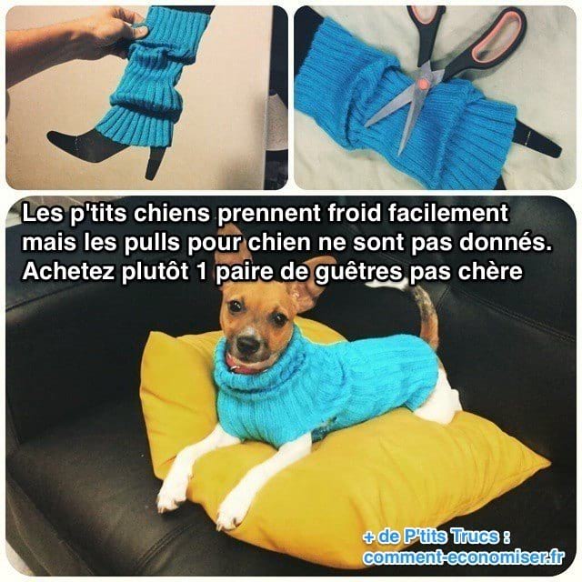 Besoin d un Pull Pas Cher Pour Votre Chien En Voici Un 2 euros