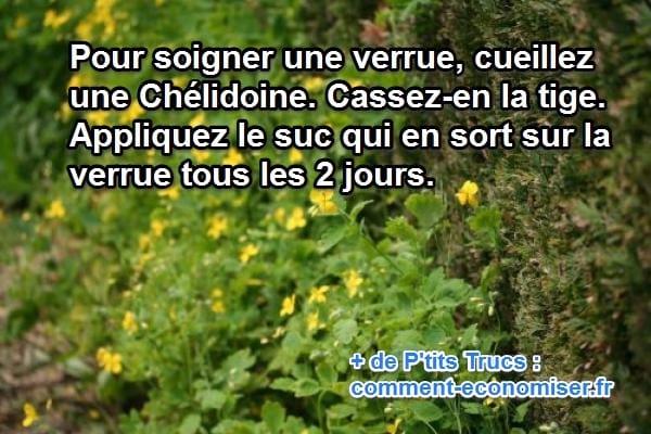La chélidoine soigne les verrues.