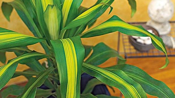 L'astuce pour redonner un coup de pouce à une plante qui s'affaiblit