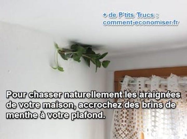 mettre de la menthe pour chasser les araignées