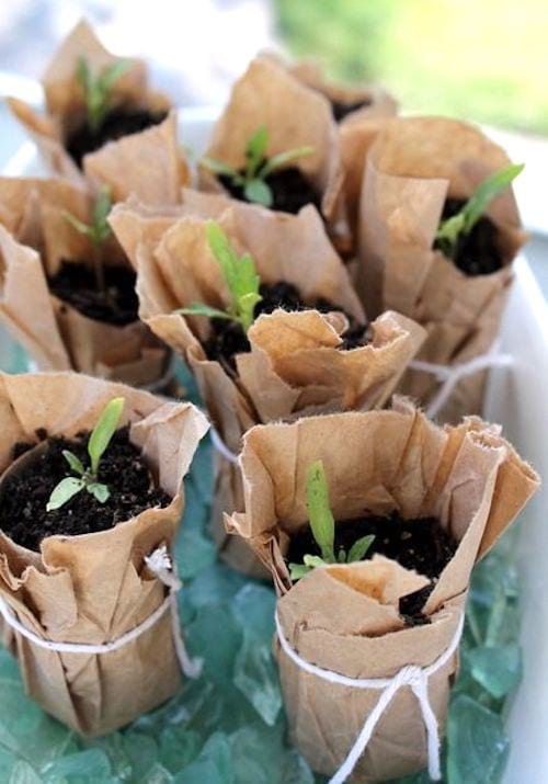plante qui germe dans rouleau papier toilette