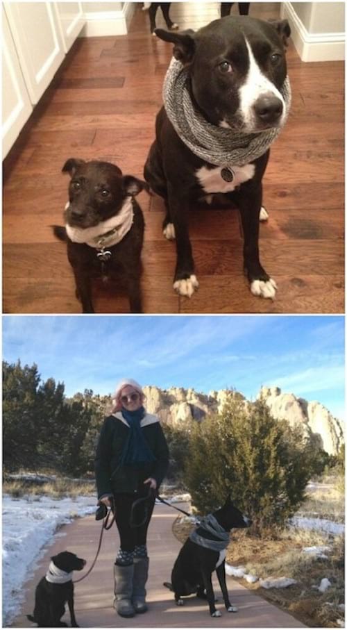 des chaussettes recyclées en écharpes pour le chien facile à faire