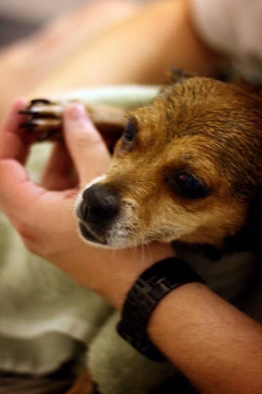 économiser en coupant les ongles de votre chien à la maison