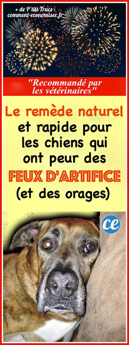 un remède naturel pour les chiens qui ont peur des feux d'artifice et des orages