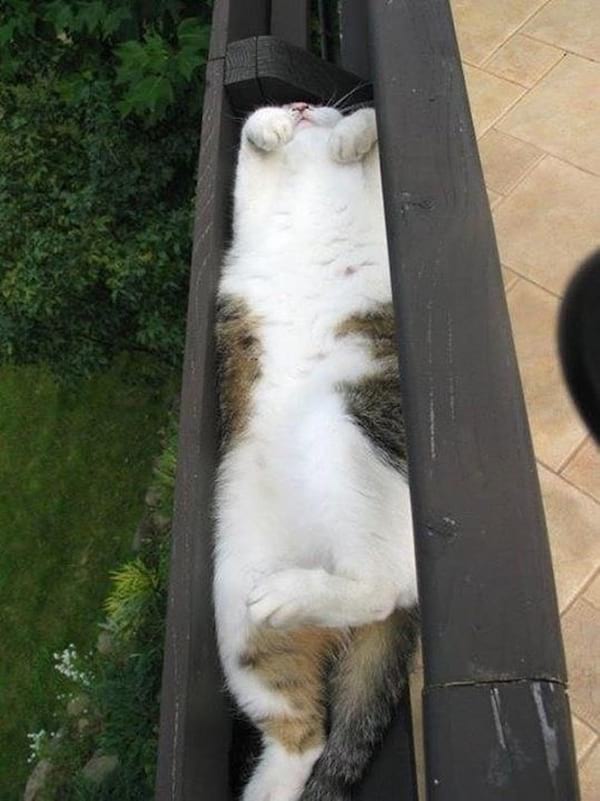 31 Photos De Chats En Train De Dormir Qui Vont Vous Donner Le Sourire Pour La Journee