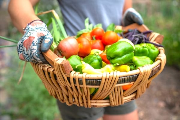 Comment faire des économies au quotidien : créez un potager.
