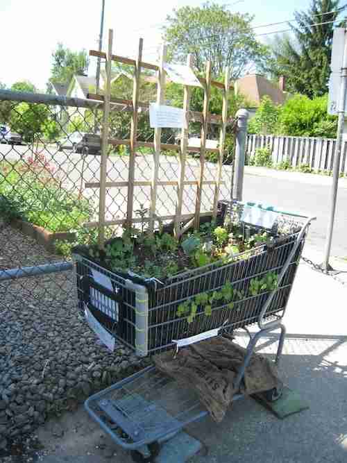 Caddies transformé en jadin mobile