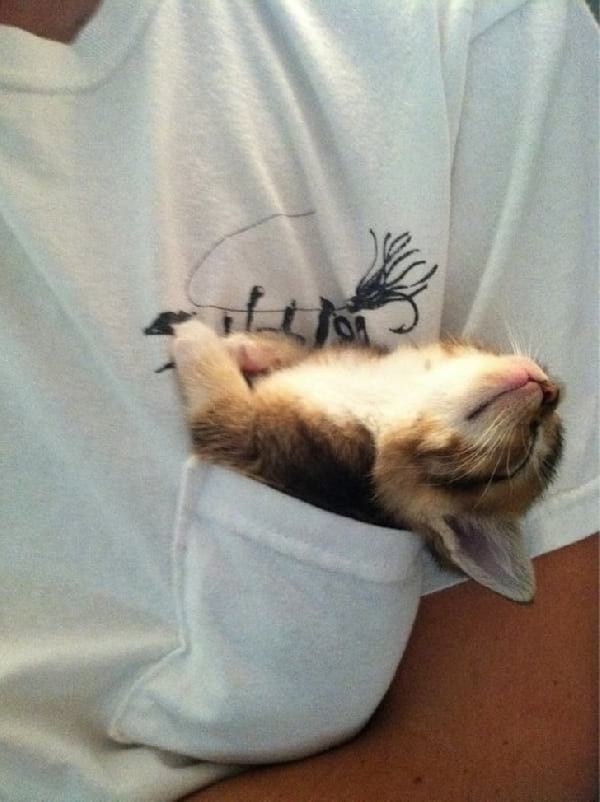 chaton qui dort dans la poche d'un tee-shirt