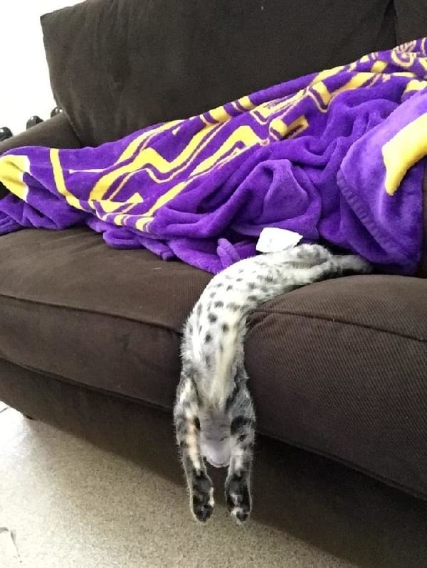 chat gris qui tombe en dormant