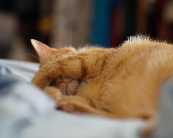 chat roux qui dort avec les pâtes sur les yeux