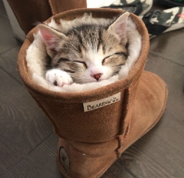 chaton qui dort dans des bottines fourées