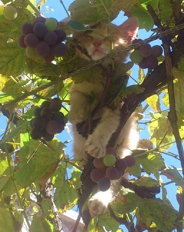 chaton qui dort dans une vigne