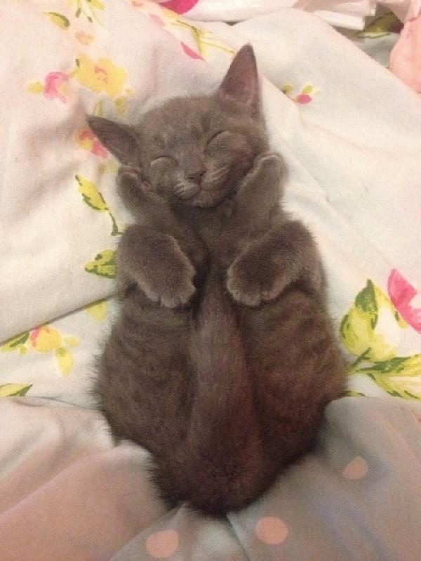 31 Photos De Chats En Train De Dormir Qui Vont Vous Donner