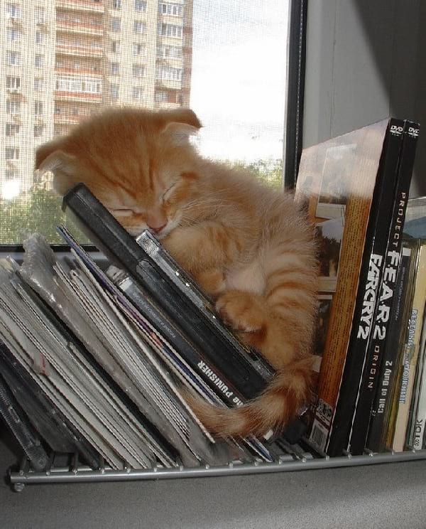 chaton roux qui dort dans un rangement de CD