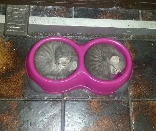 chatons qui dorment dans une gamelle ronde