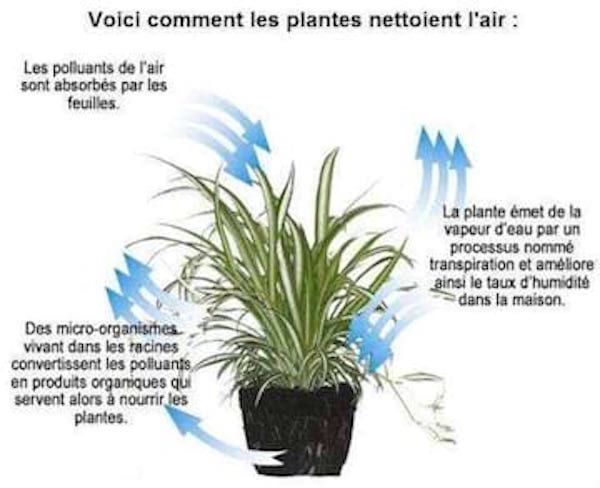 6 Plantes A Faire Pousser Dans Votre Chambre Pour Ameliorer Votre Sante