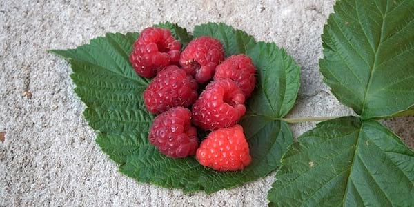 Découvrez le gargarisme à la tisane aux feuilles de framboisier pour soigner vos maux de gorge.