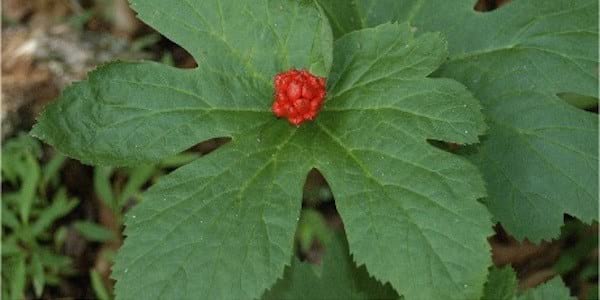 Découvrez le gargarisme à l'hydraste du Canada pour soigner vos maux de gorge.