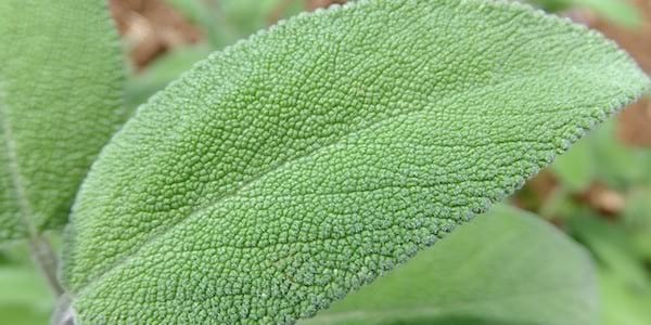 Découvrez le gargarisme à la sauge pour soigner vos maux de gorge.