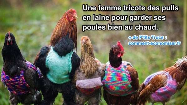 Poules avec des pulls en laine pour passer l'hiver au chaud.
