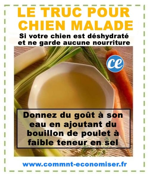 Votre Chien Est Malade ? Le Remède Efficace de Mon Vétérinaire.