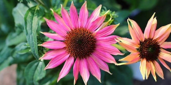 Découvrez le gargarisme à l'échinacée pour soigner vos maux de gorge.