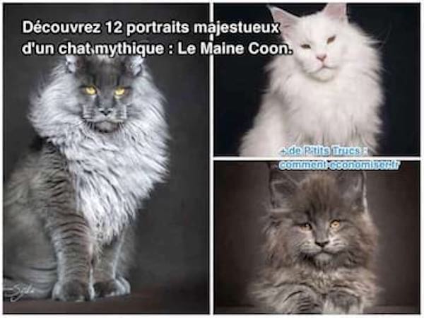 12 portraits de chats gigantesques le maine coon