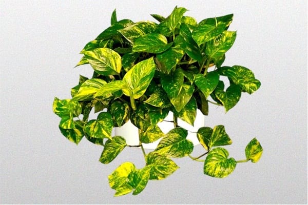 L'Epipremnum aureum est une plante d'intérieur qui ne demande que peu de lumière