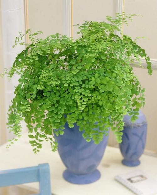 5 plantes d'intérieur pour une pièce à faible luminosité