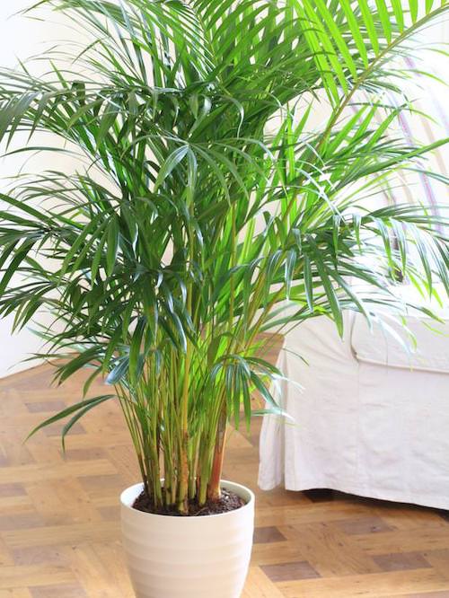 √ Les Plantes Dinterieur Qui Aiment Lombre Mon Blog Jardinage 