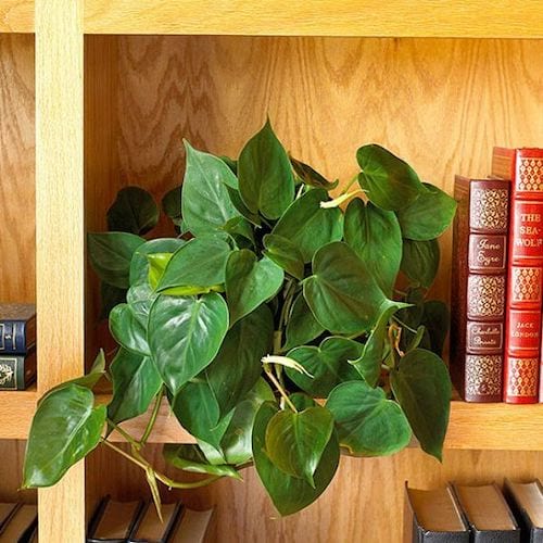 Une philodendron n'a pas besoin de beaucoup de soleil