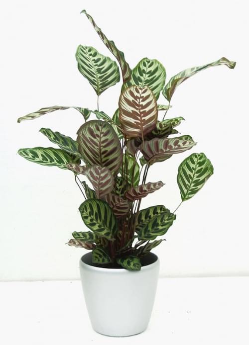 Le calathea est une plante d'intérieur qui apprécie l'ombre